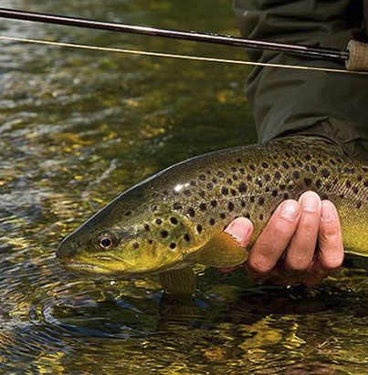 Viajes de pesca Inglaterra